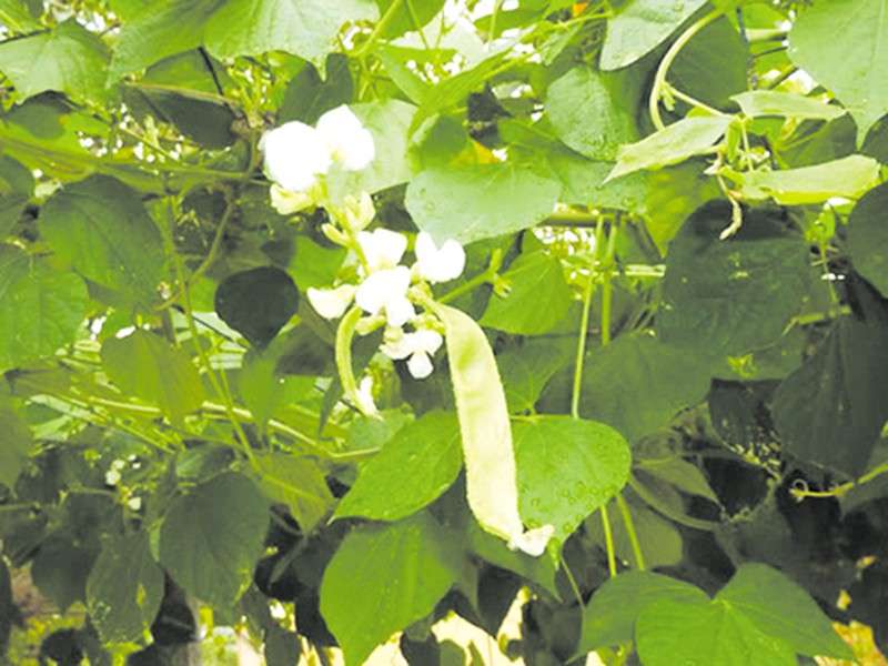 Hoa đậu ván trắng
